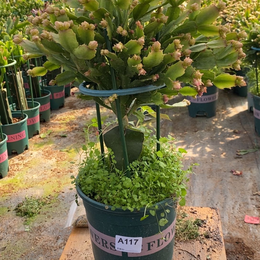 草***草当前无花朵，栽培后可花朵117嫁接028