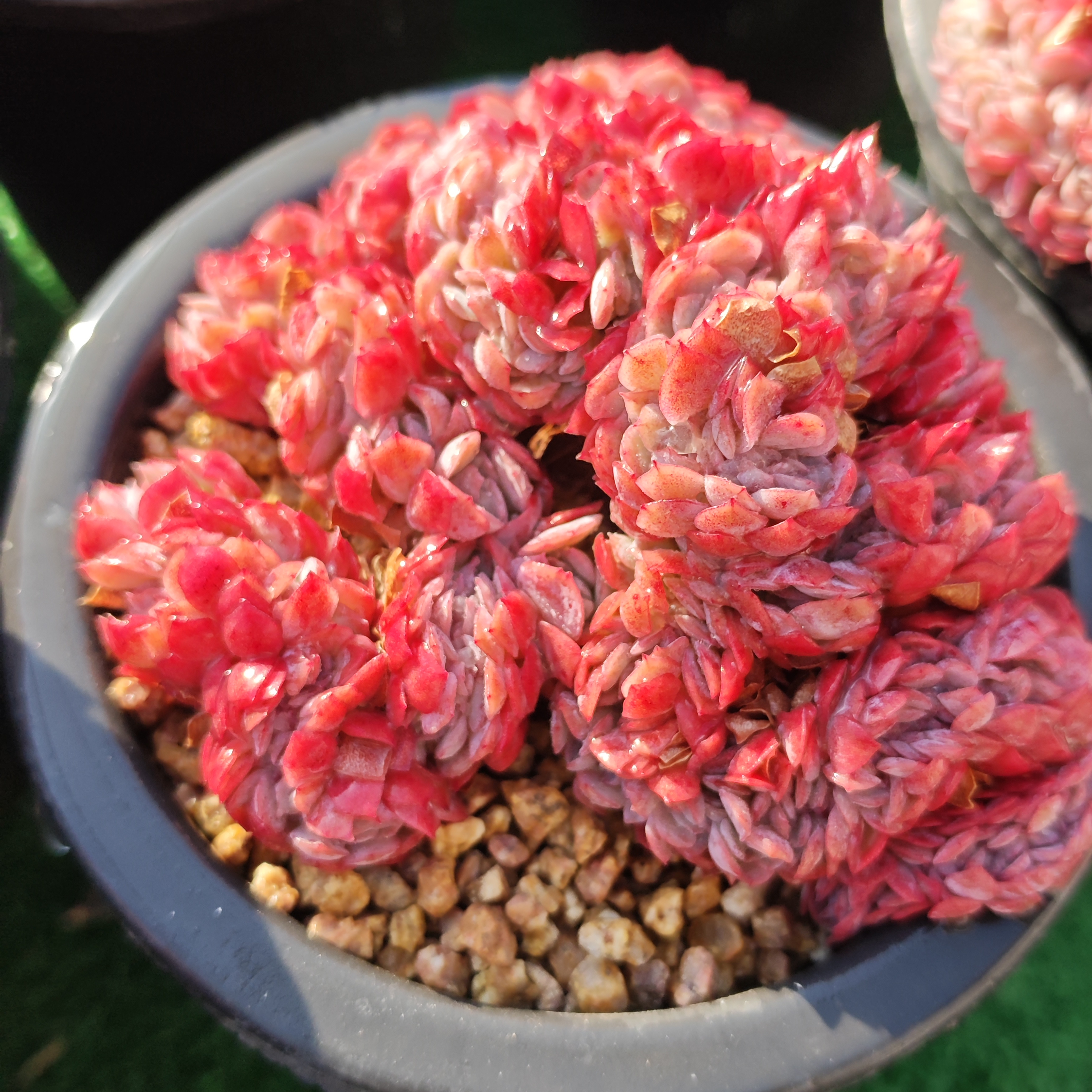 貝瑞綴化 12釐米萬象盆帶盆發貨