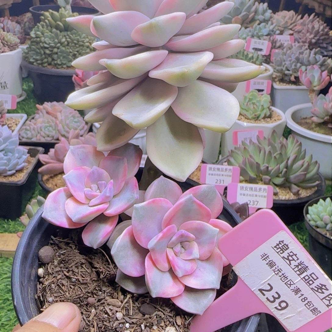 锦安精品多肉植物239