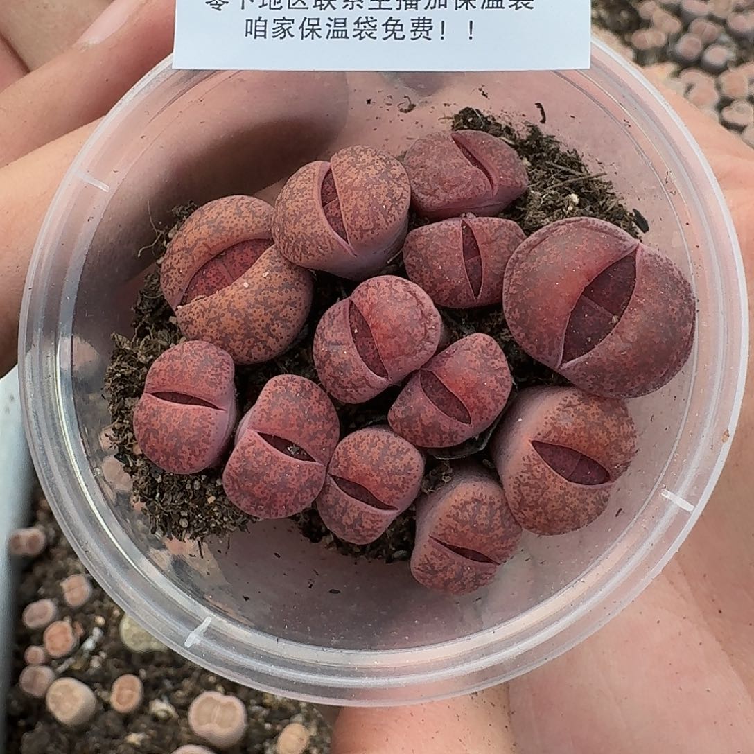 2522 哈哈哈哈哈哈哈哈