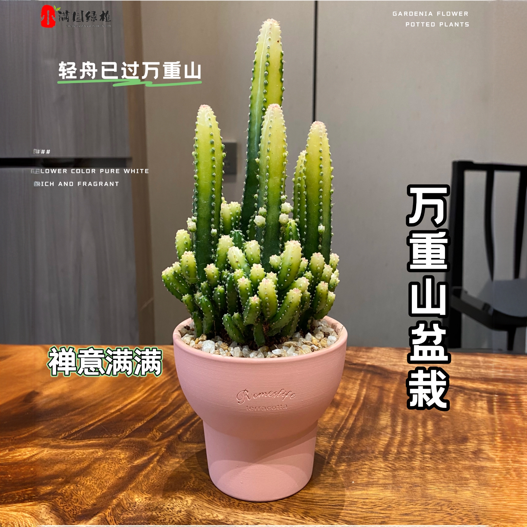 【万重山】盆景室内盆栽带盆种好仙人掌耐旱迷你植物客厅茶室绿植