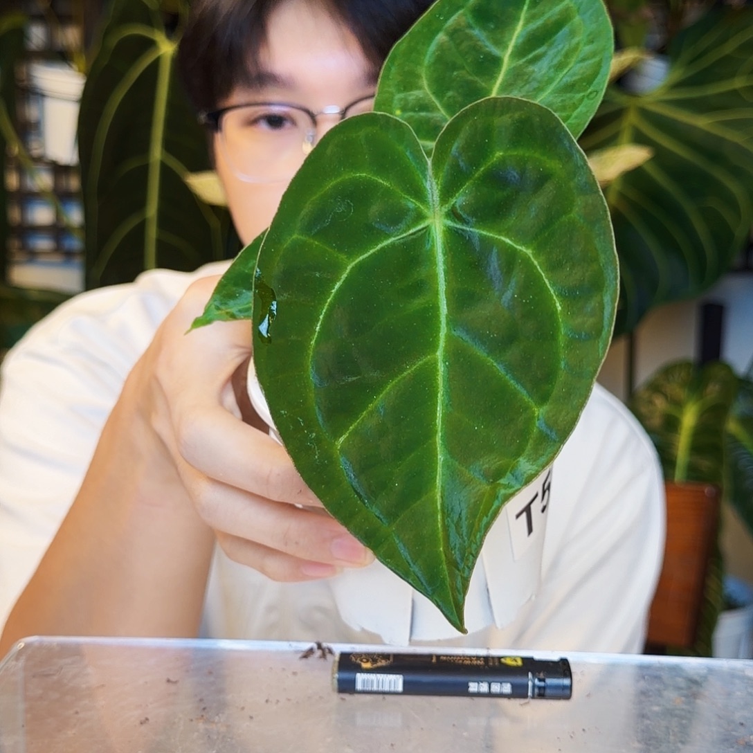 不开花植物T54 原种盾