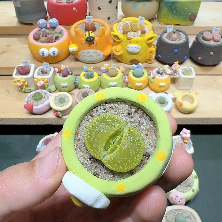 红陶蘑菇777绿光阳