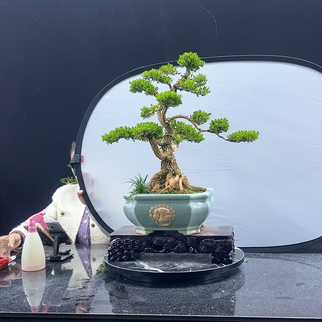 无花朵精品黄杨盆景