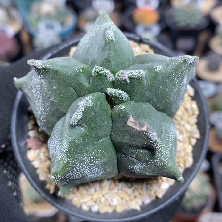 实生角尤鸾凤玉1066号6cm