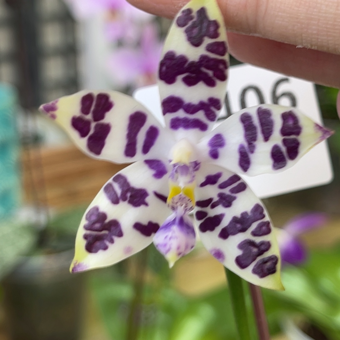 完全开放柳林3574-1406