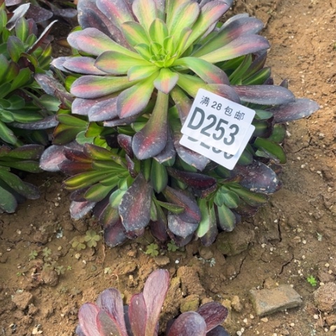 253华纳不包断枝