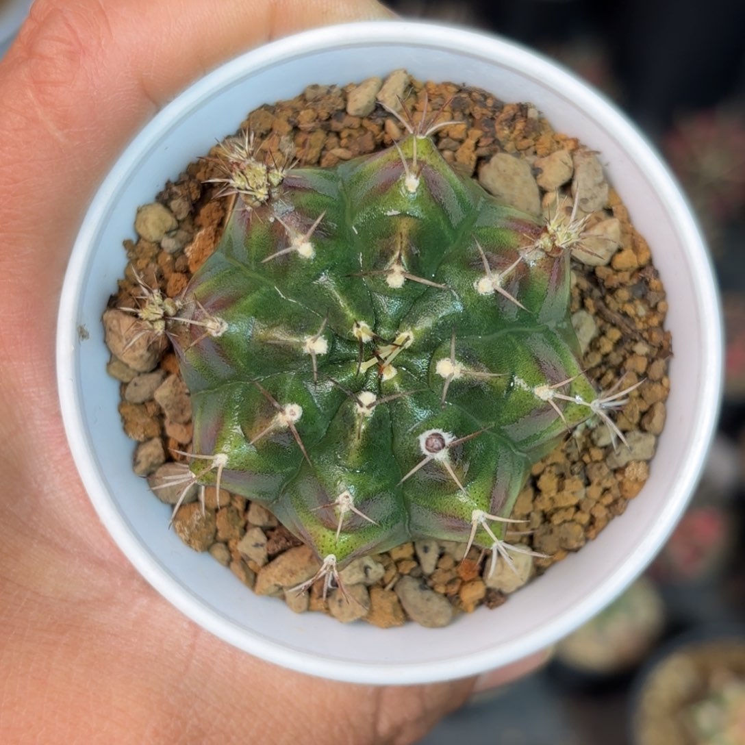 泰系实生米哈仙人球99