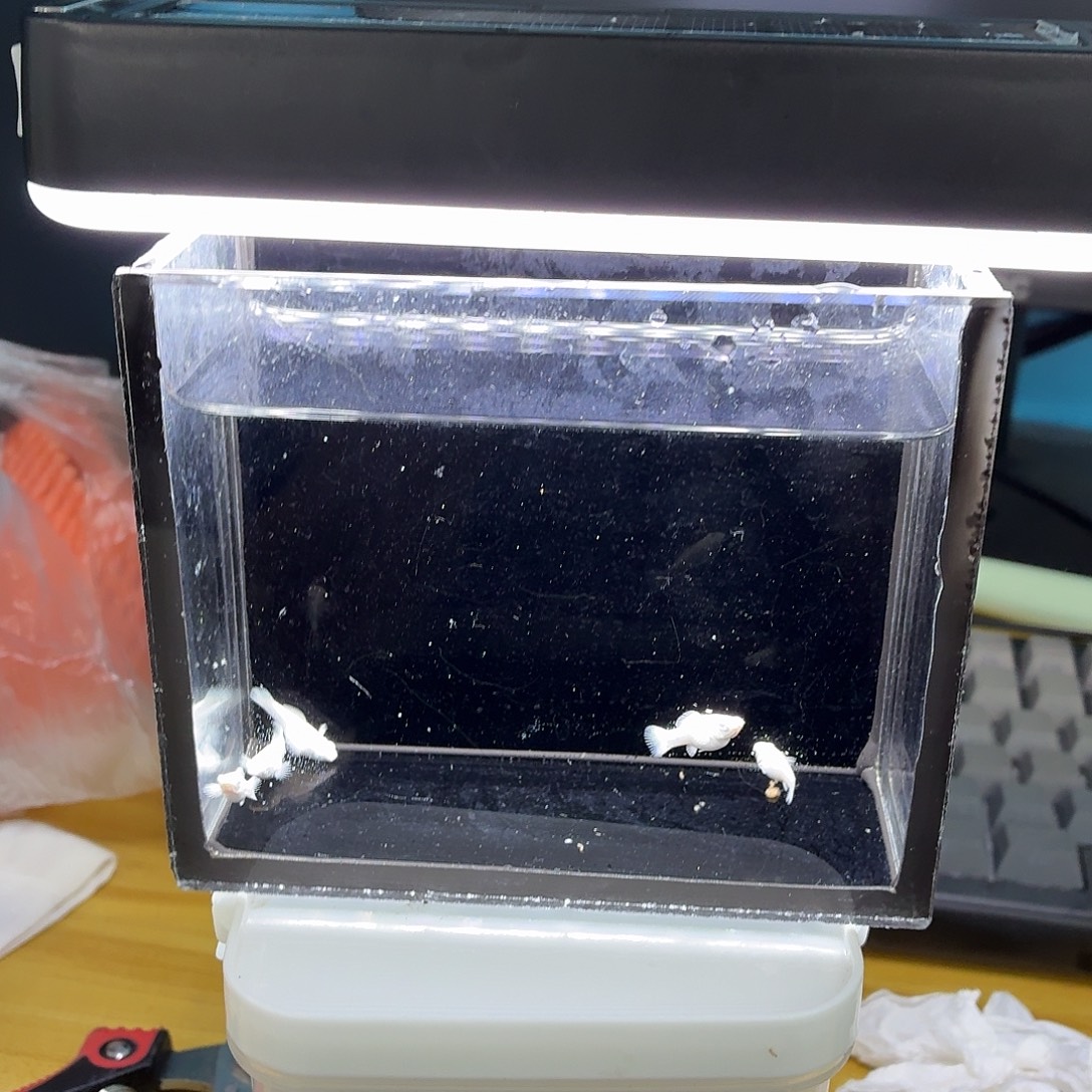 孔雀鱼瓷白玛丽苗钻眼