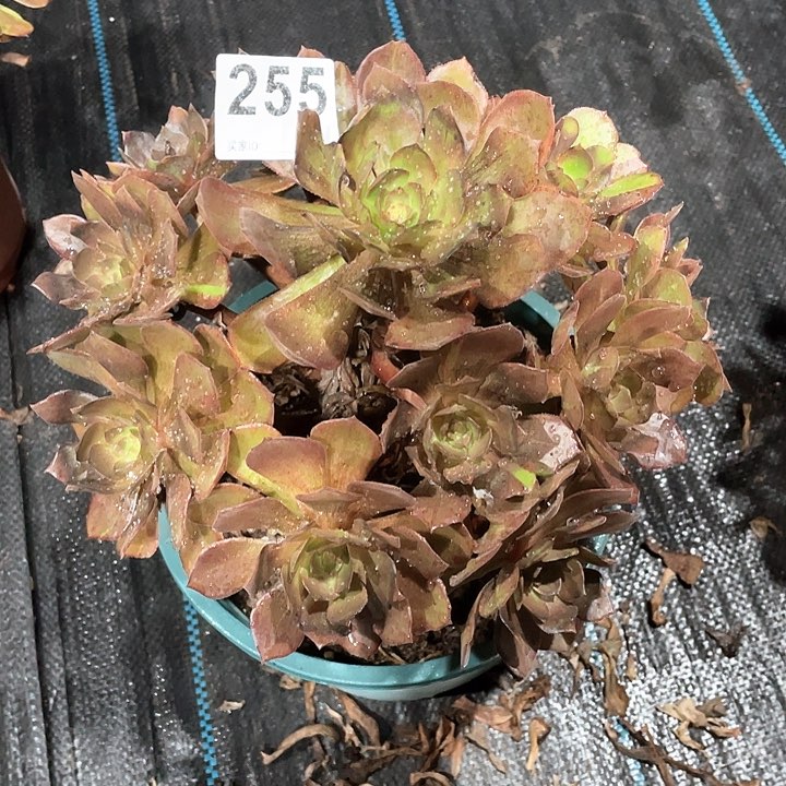 花无缺255   冠幅20
