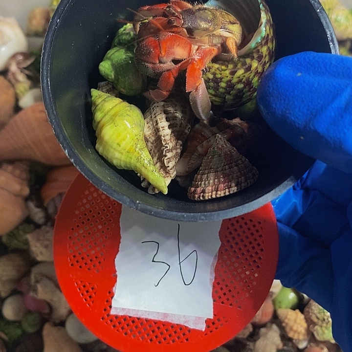 乖专属寄居蟹一组