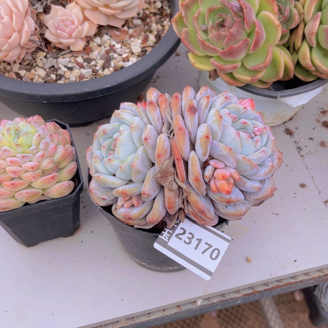 橙梦露多肉植物23170