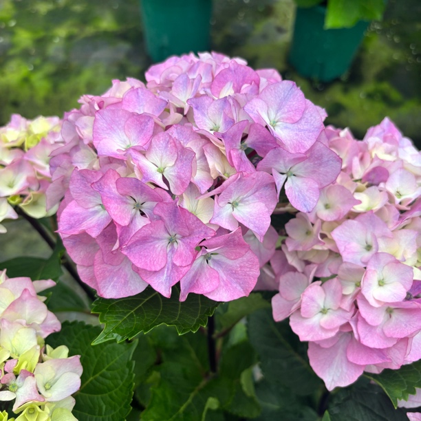 《粉水晶》1加仑大花绣球 粉色盆栽花 基地原盆原土直发