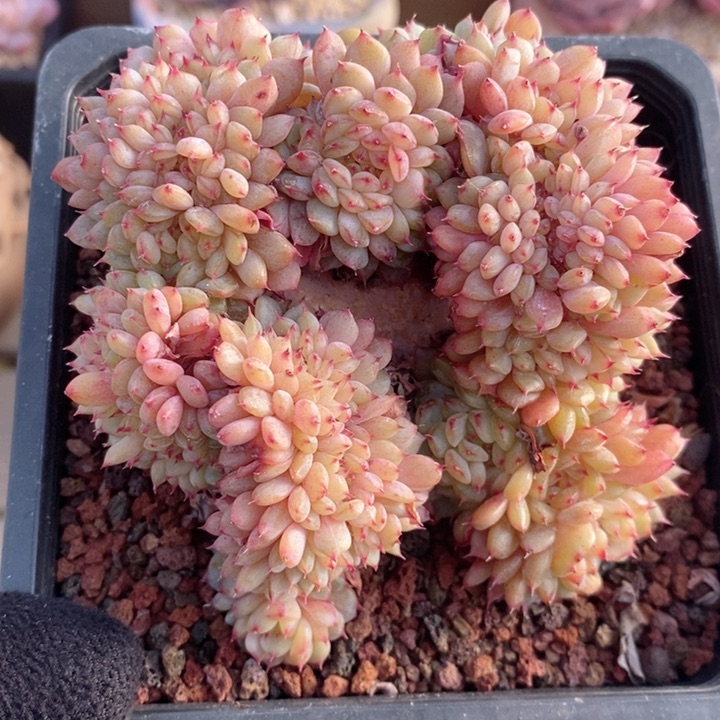 白胖子缀 韩货精品