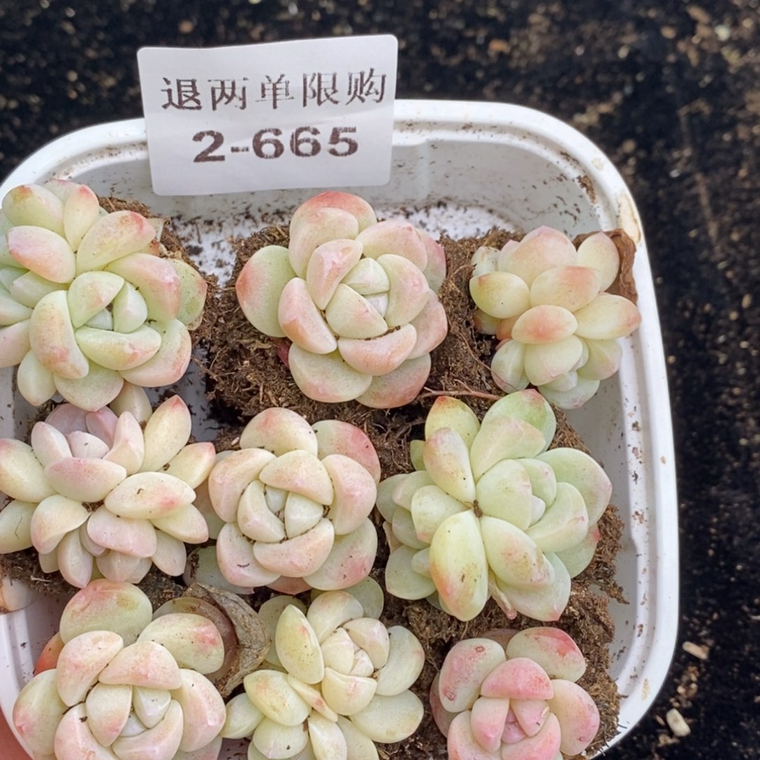 2-665 新疆西藏内蒙不发其他12.8包邮两到三公分多肉