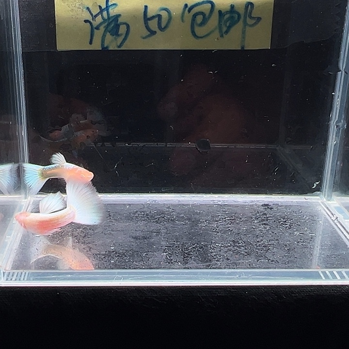 孔雀鱼白雪公主孔雀