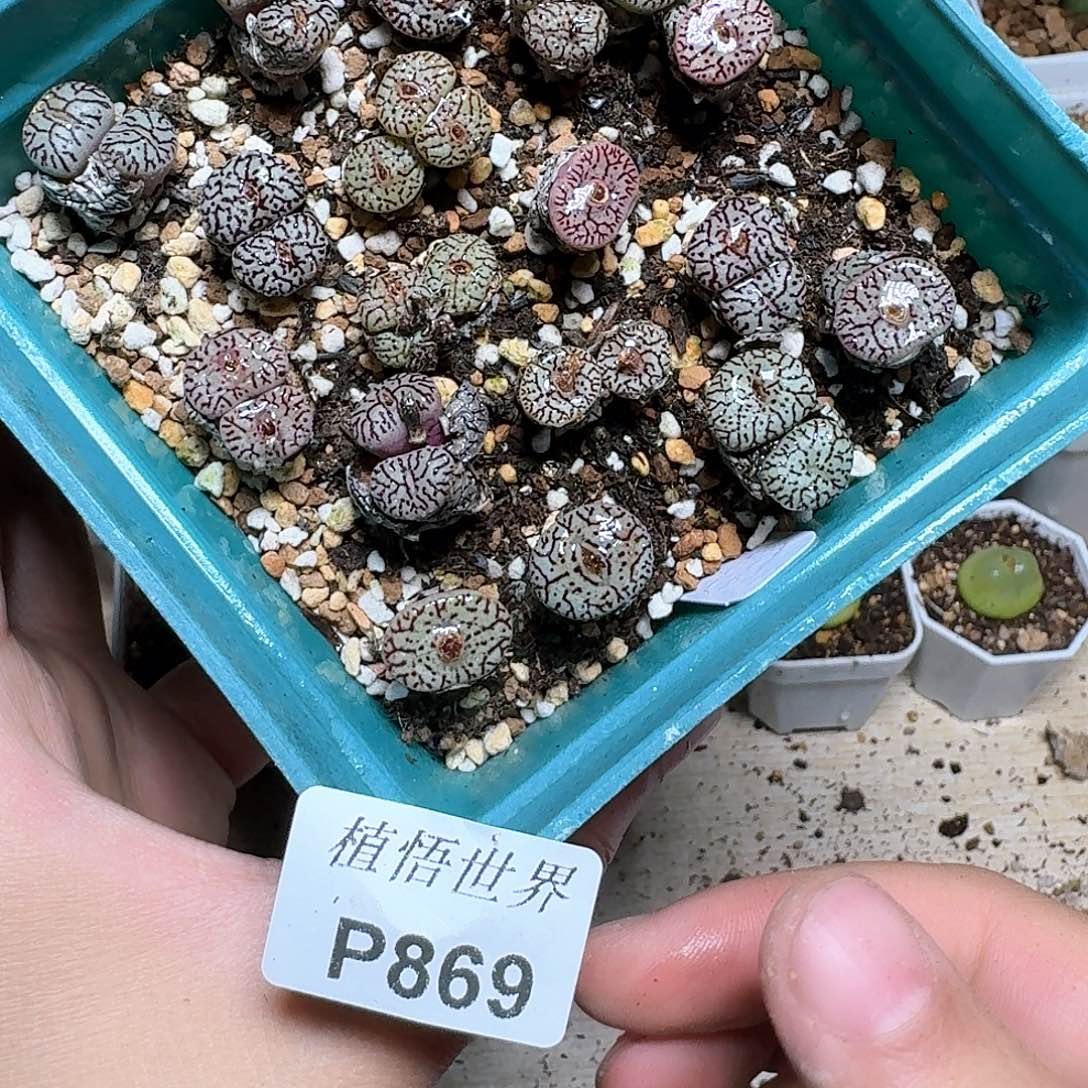 869盒多肉植物哇f g