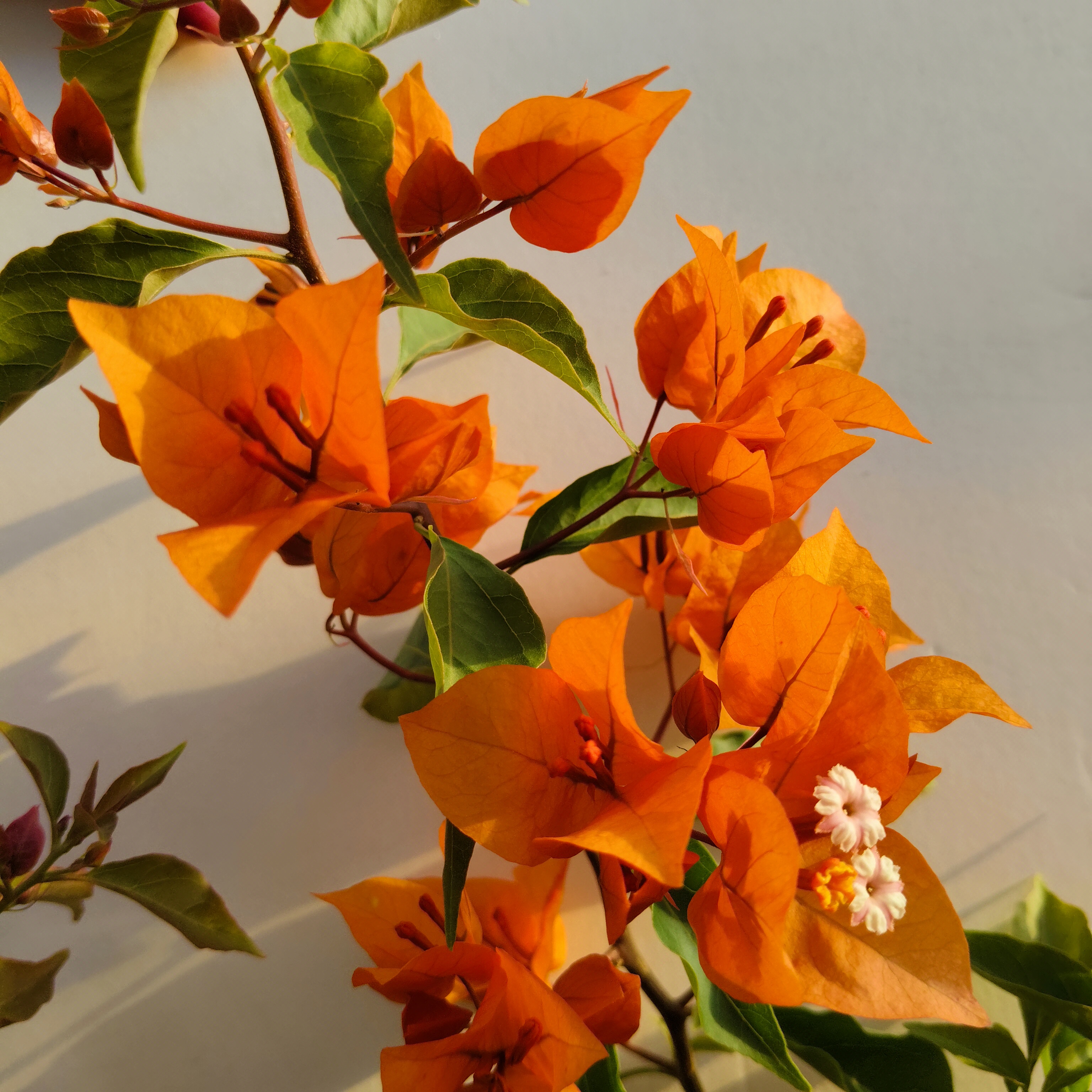 《橙桑巴/红桑巴》一物一拍原盆原土 落花落叶不售后 介意慎拍