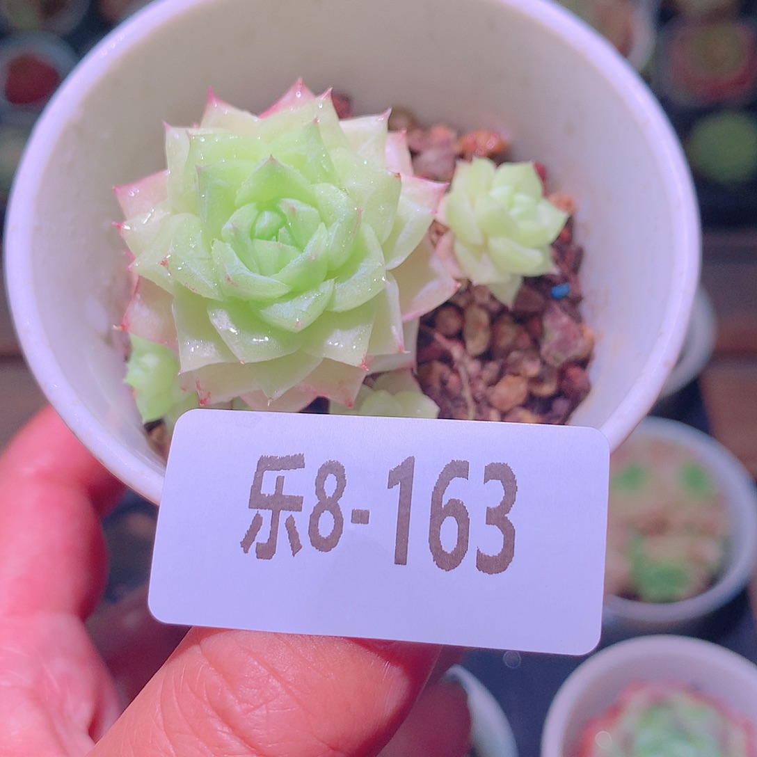 乐然8-163 白天鹅群 