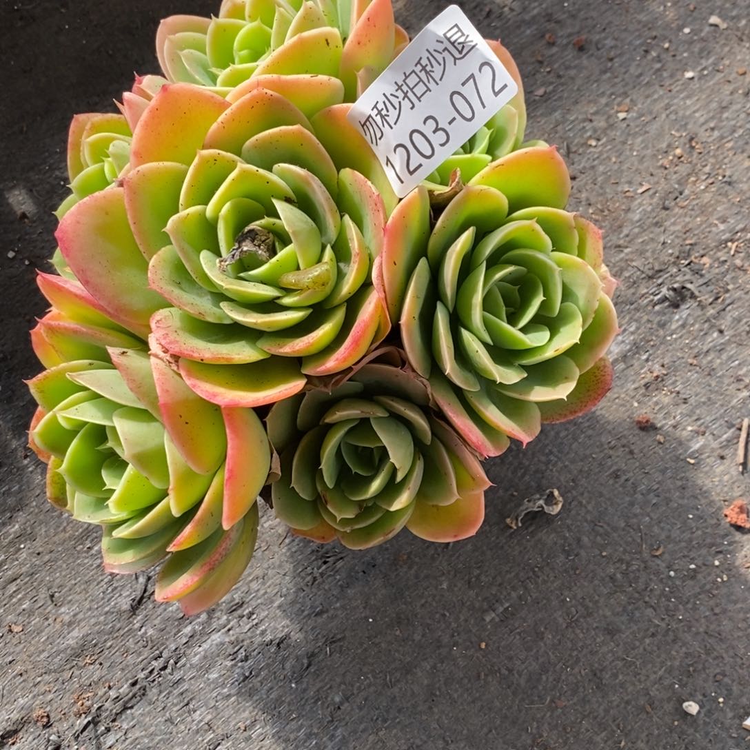 两单包邮1203-72心娜塔