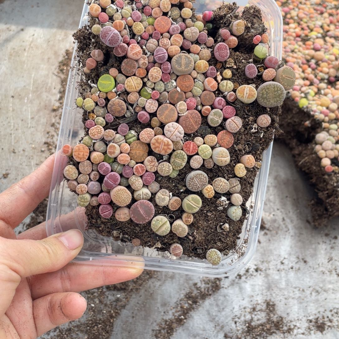 糕大上多肉植物105