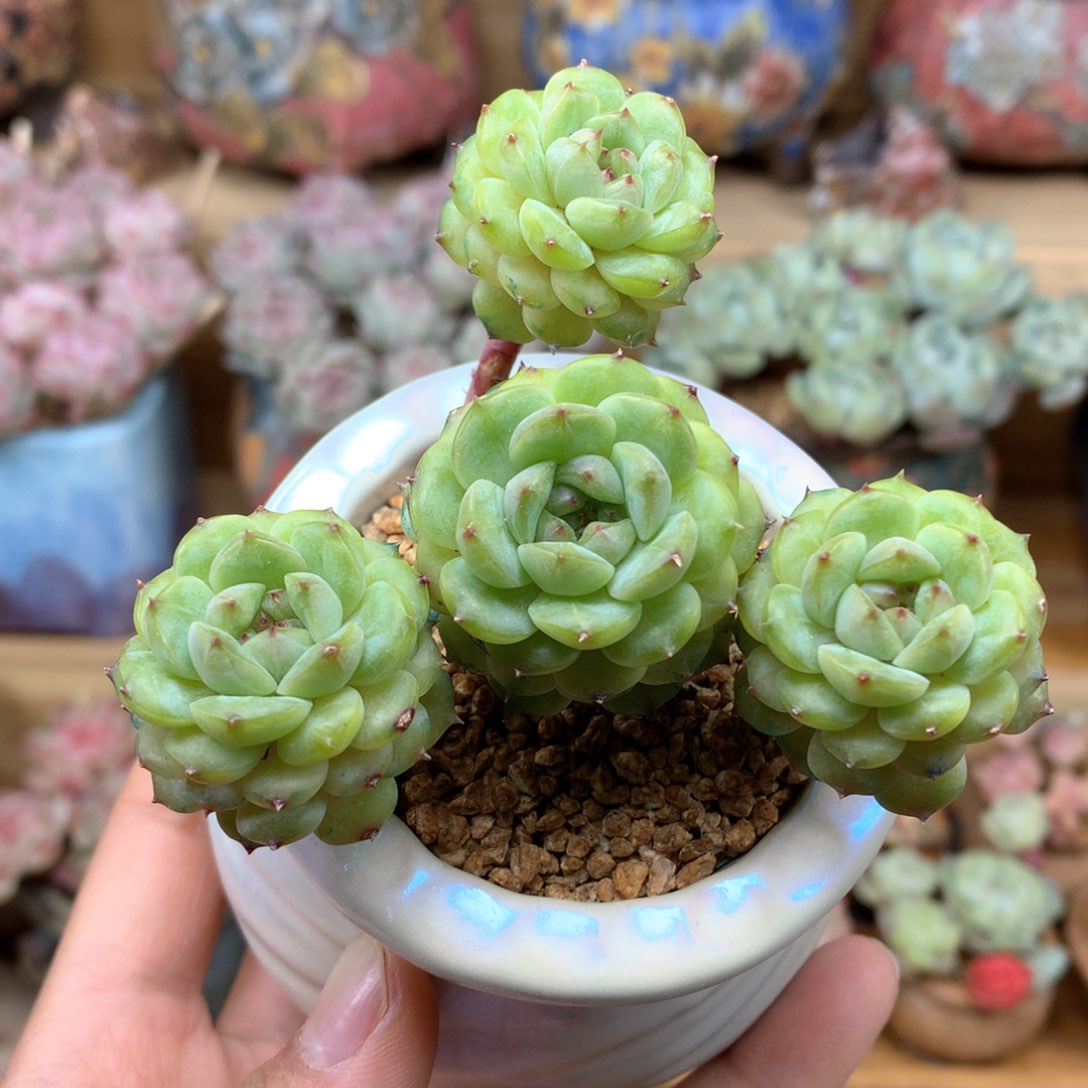 珍妮心混混群整一物一拍