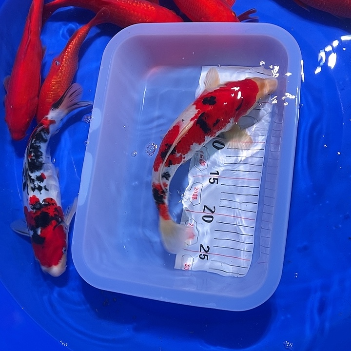 海水鱼锦鲤的繁殖培育