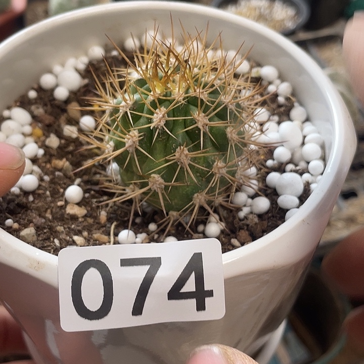 仙人球逆豹丸74号
