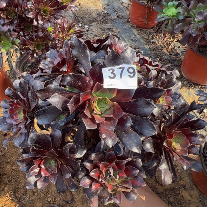 欧紫多肉植物379