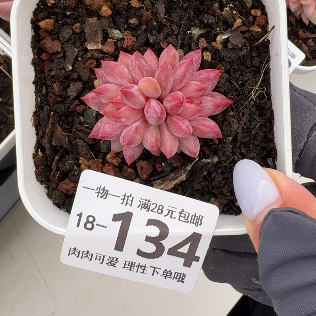 金鱼姬无盆土发货无