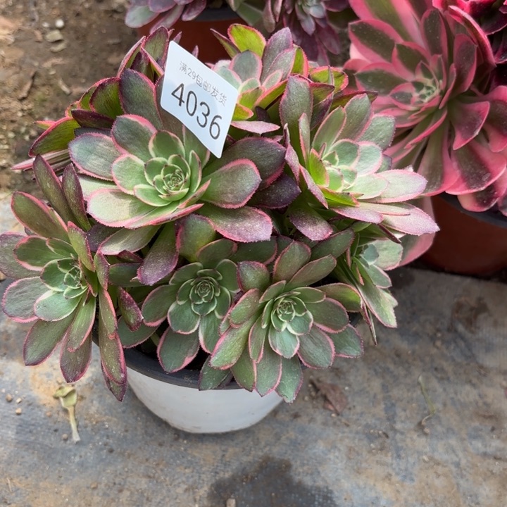 粉花妖多肉法师4036