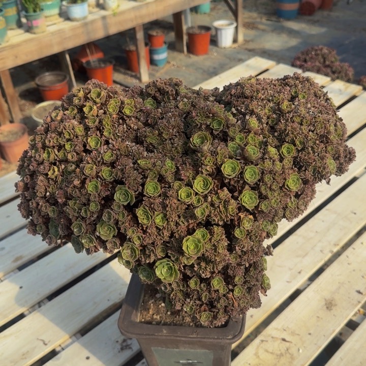 特特特特特特特默认瑕疵993