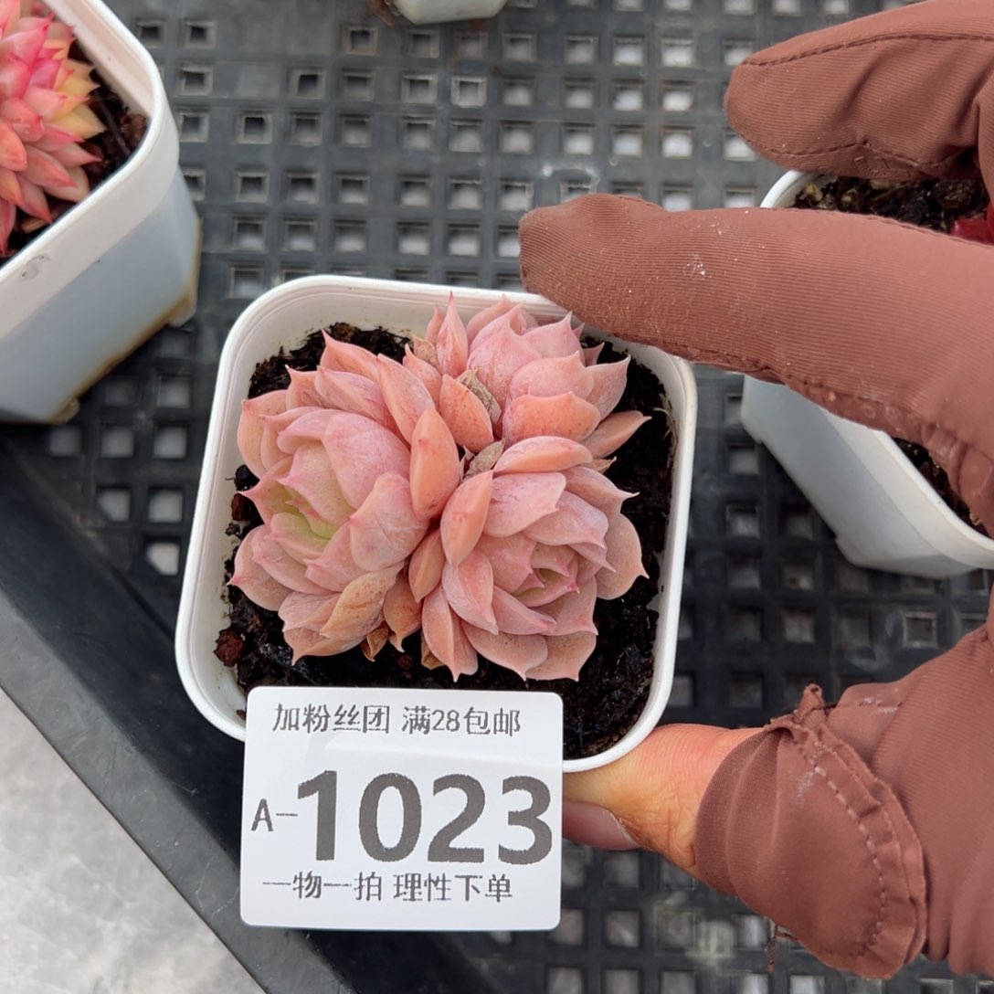 昂斯诺多肉多肉多肉多肉