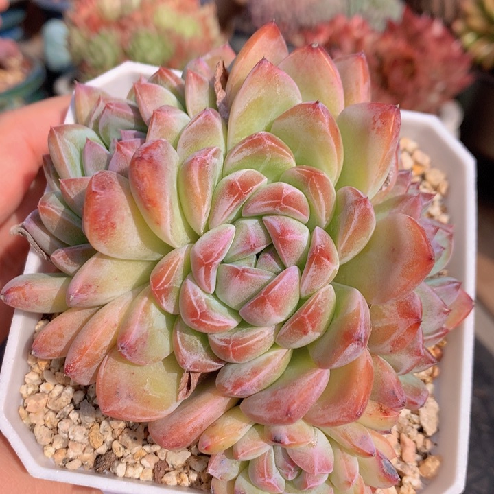 一物一拍脱土洛根发货148