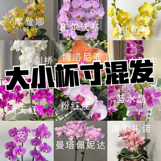 瑕疵蝴蝶兰盆栽5颗3.0-2.8花后苗苗情以直播间为主瑕疵苗不售后