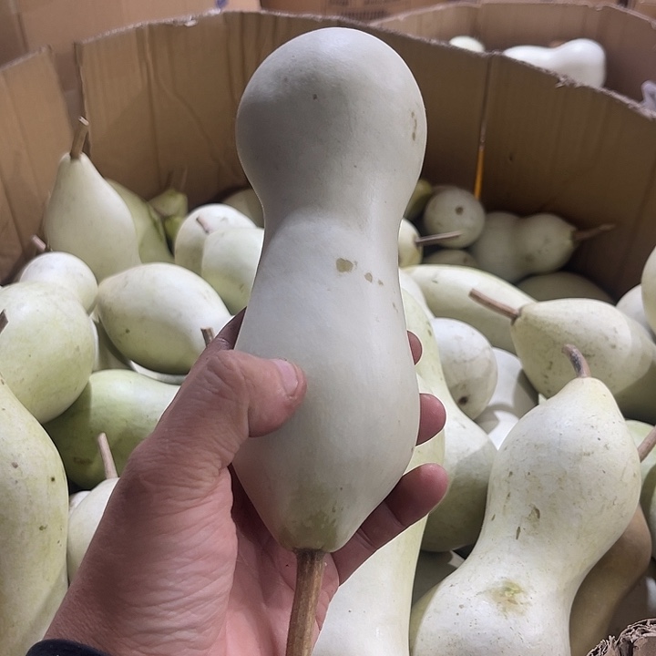 大果紫檀（缅甸花梨）云*