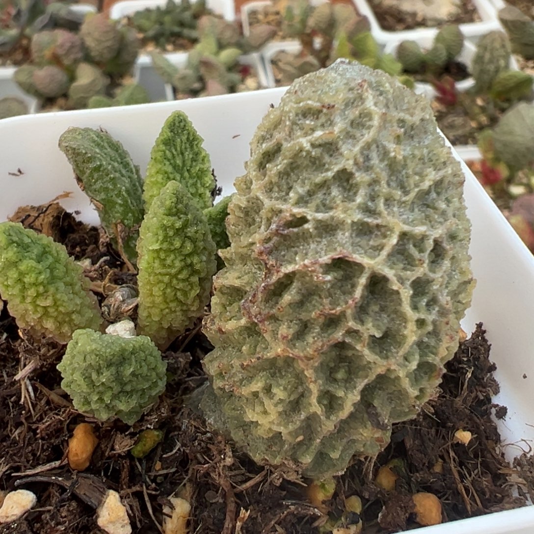 苍龙大苗多肉植物水泡