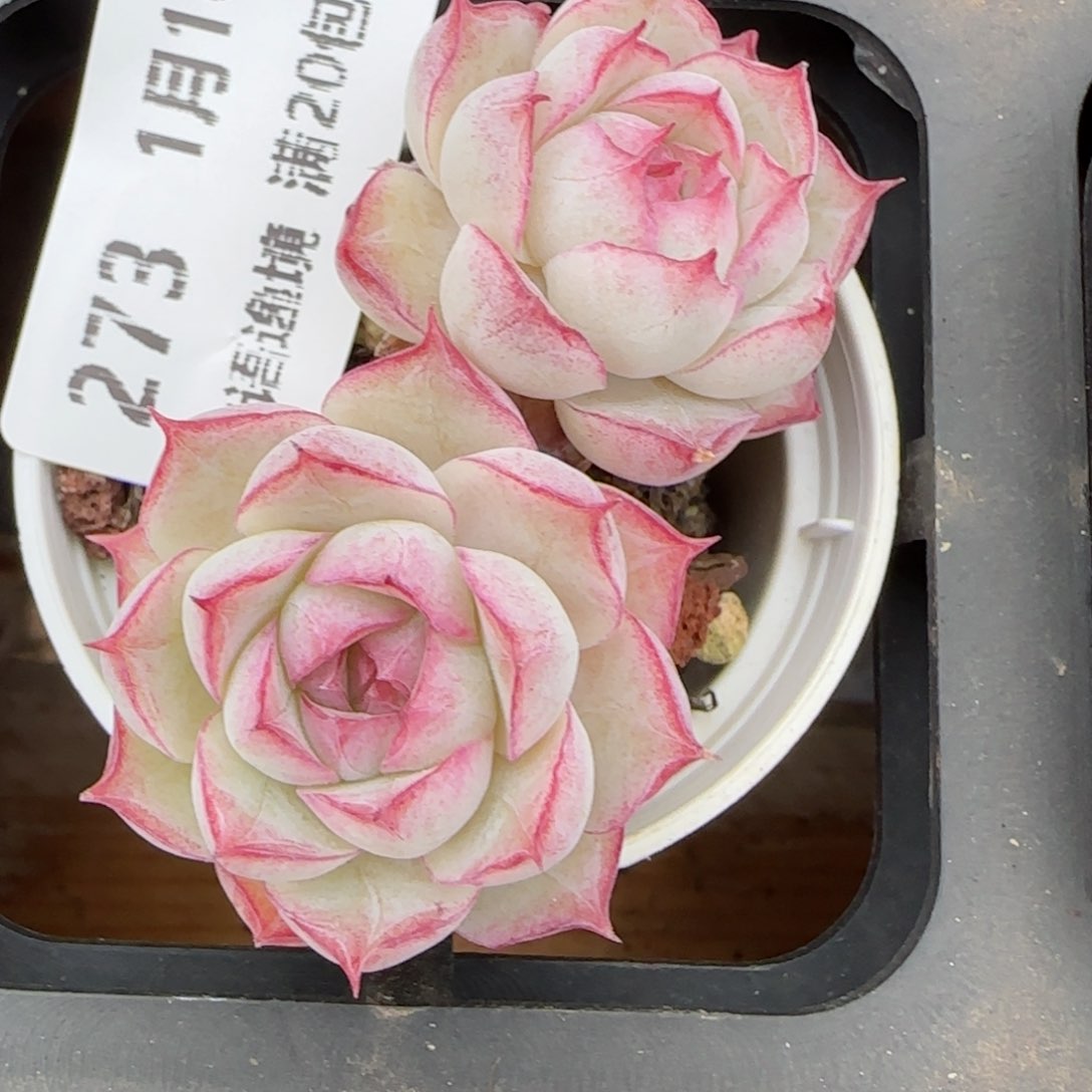 嘟**满花语逸镜0116-273