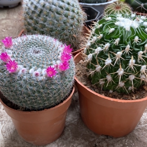 多了玉余温风鸣丸兄弟情25米