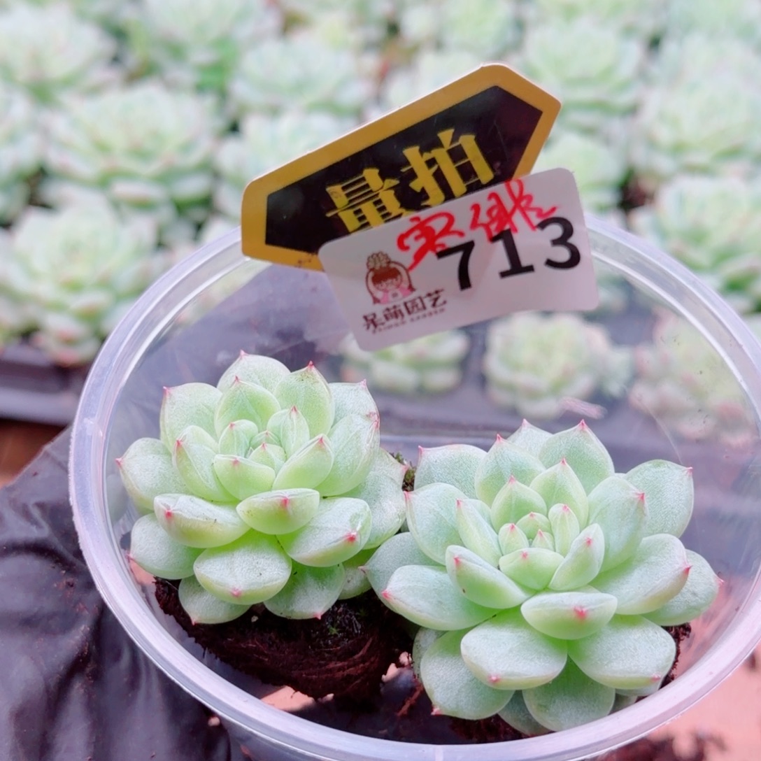 多肉植物多肉植物