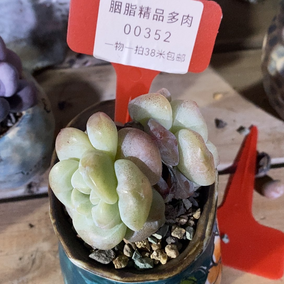 00352册璐璐偷魔芋哦小雨