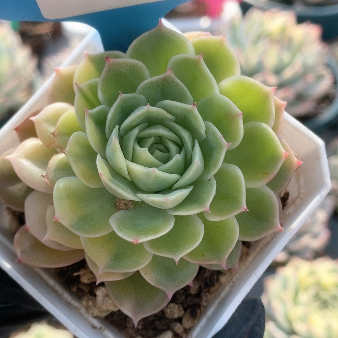 252锦锦锦锦锦锦