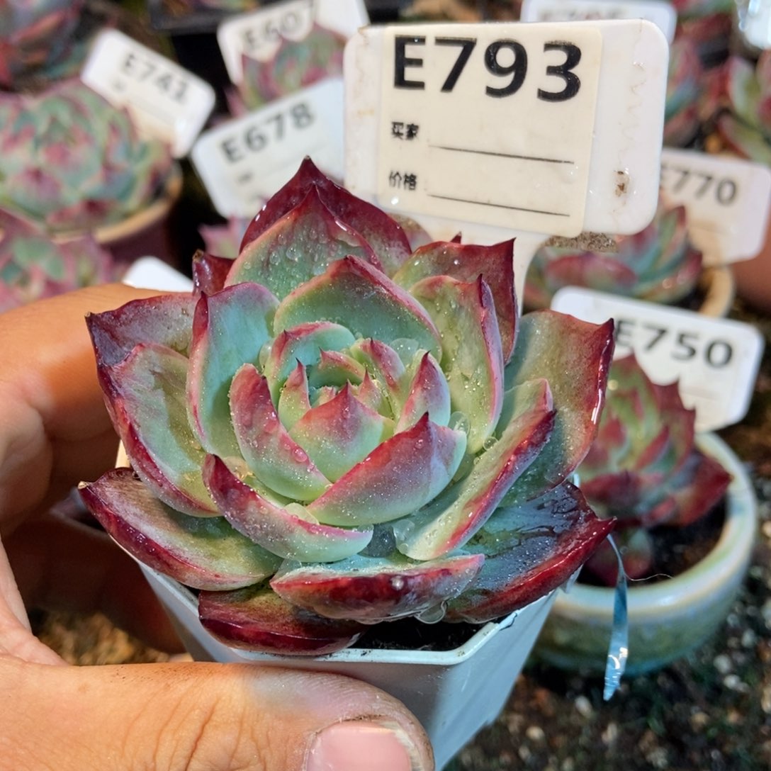 惊鸿一瞥793号多肉