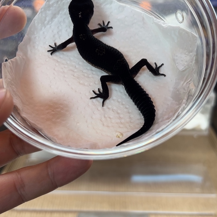 豹纹守宫A级黑夜、2025.10.03、公母温、零下五度不包风险