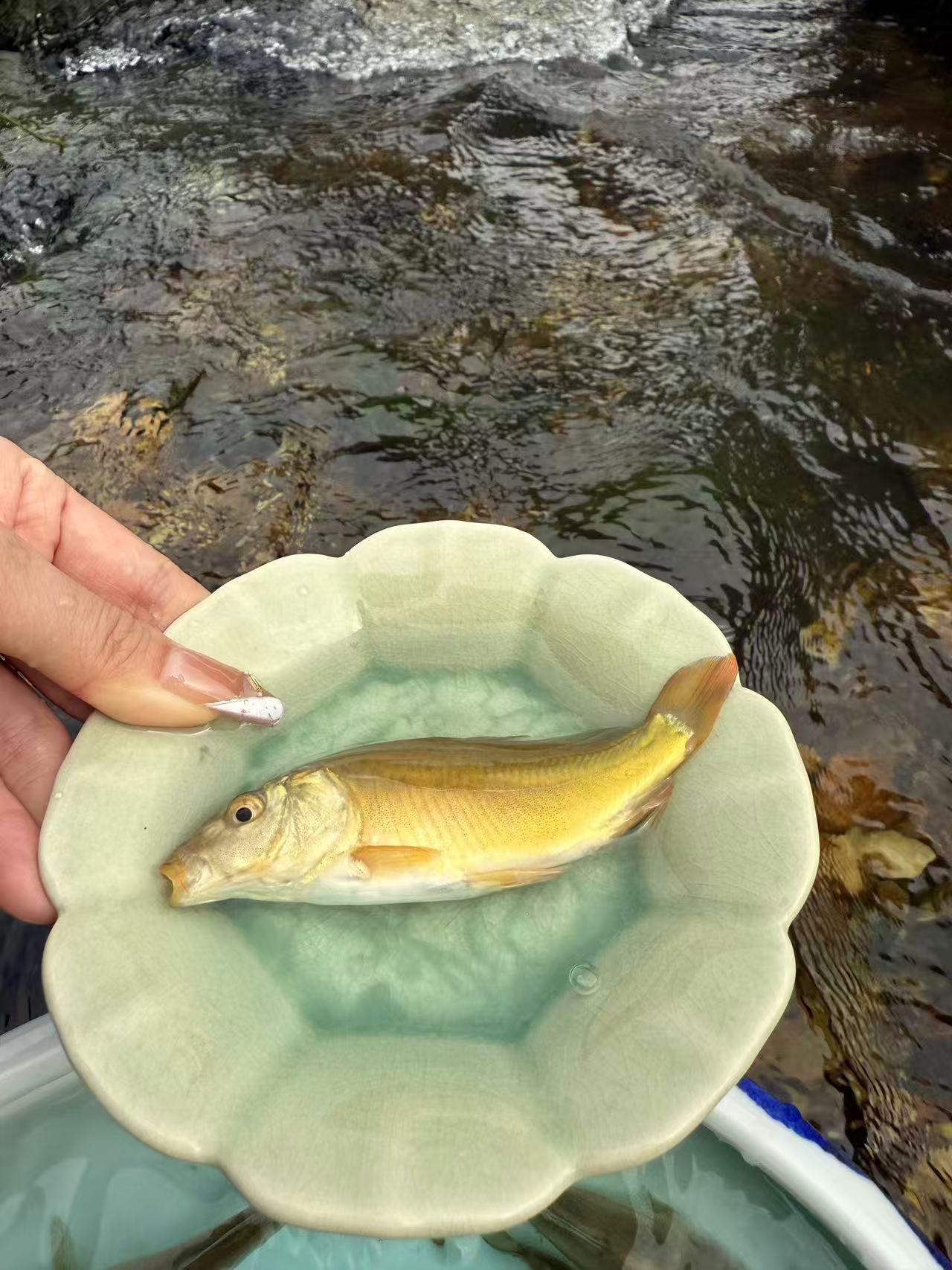 裸鲤鱼 四川眉山发货  淡水养殖
