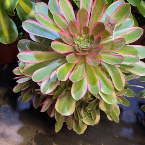 孔雀翎多肉植物2672