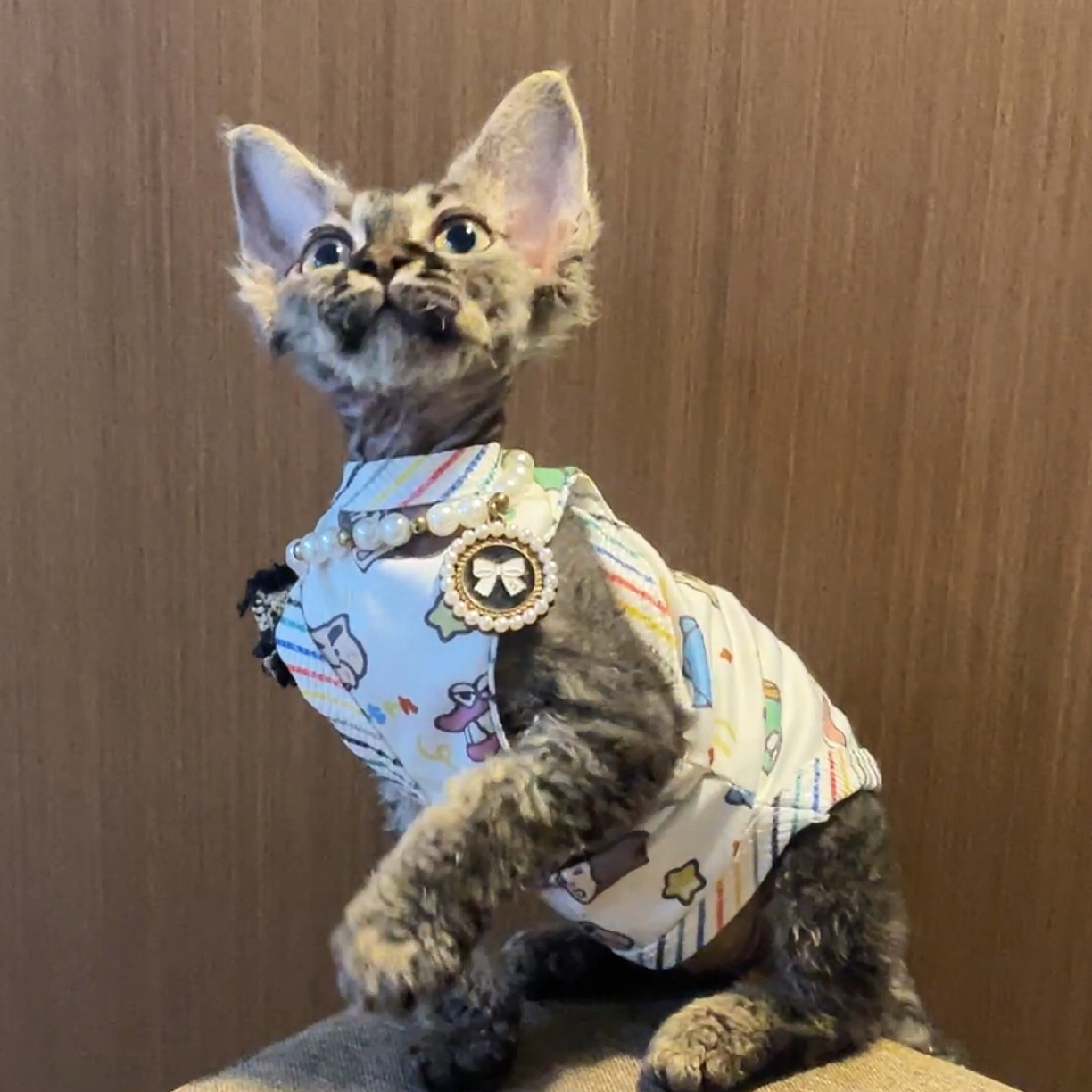 长毛血虎斑弟弟德文卷毛猫