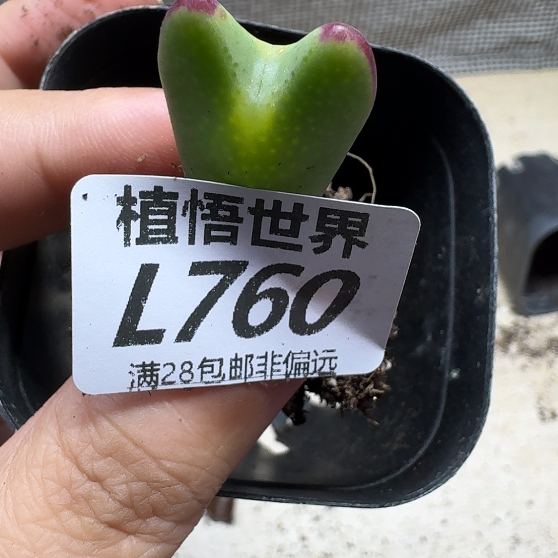 多肉植物的润泽fhb