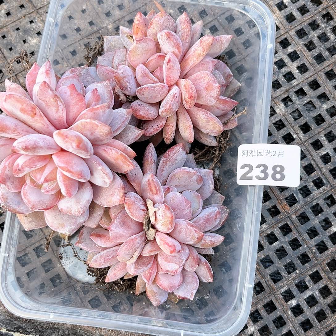 阿雅园艺。         238