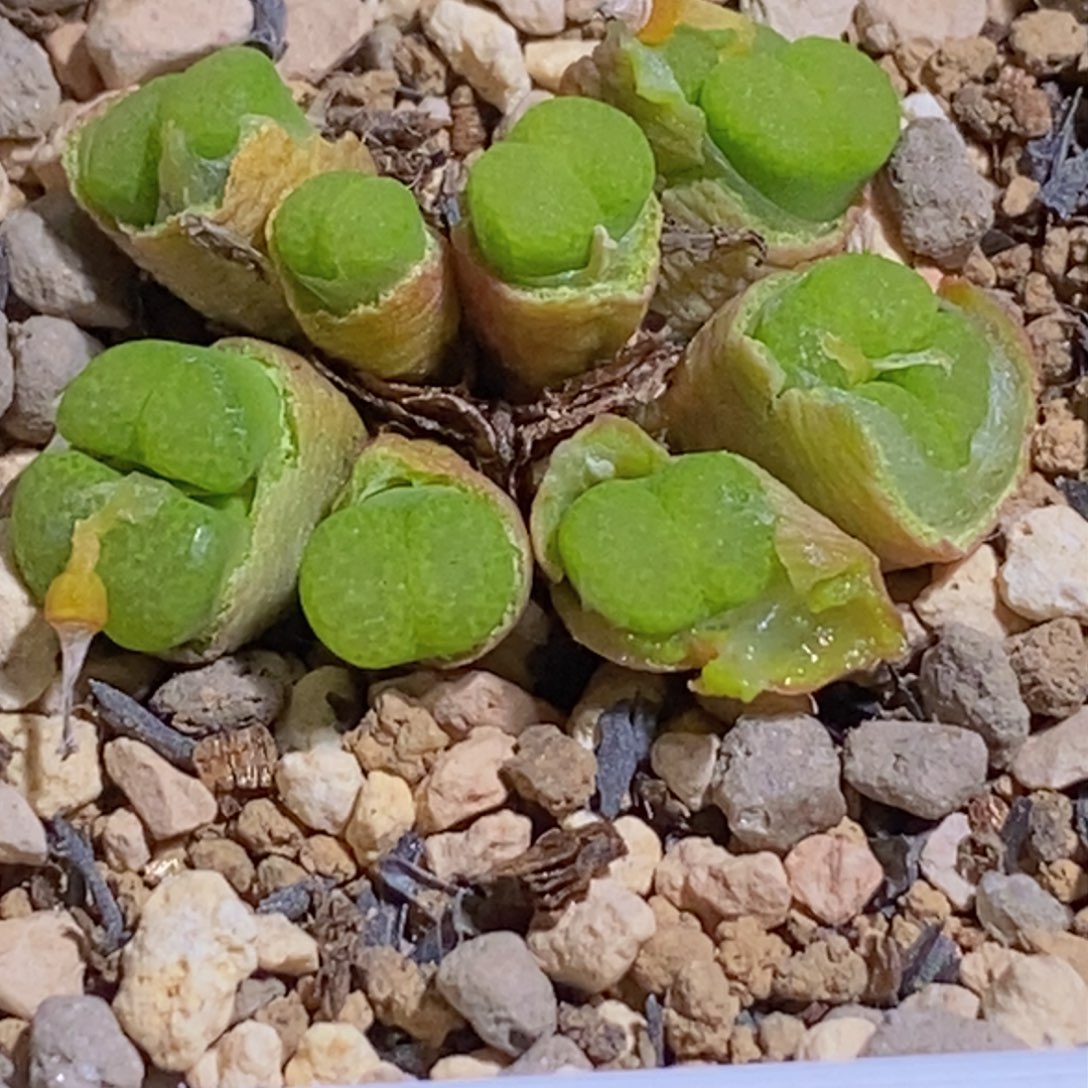 流苏玉群生流苏玉群生